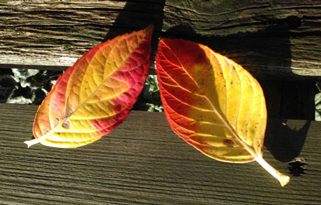 gold and red coloured leaves