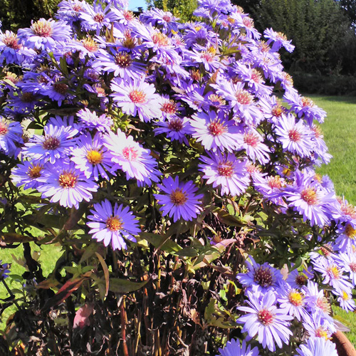 purple flowering daisies with yellow centres