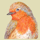 head and shoulders half profile of a robin
