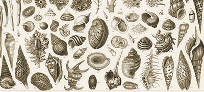 old victorian drawing shows collection of seashells